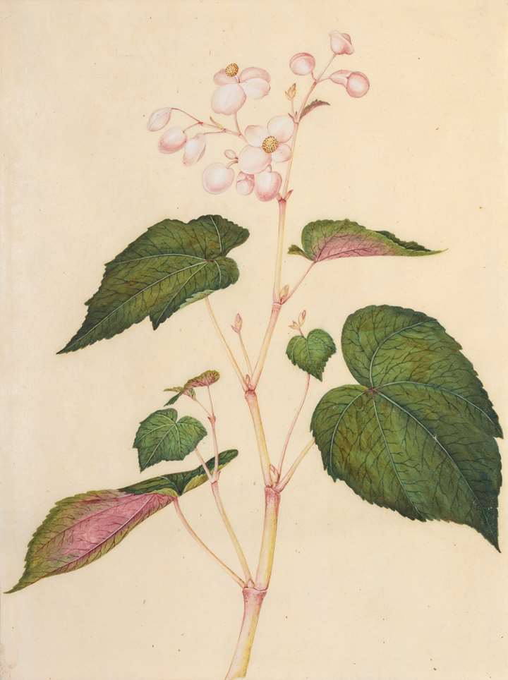 A set of seven botanical paintings